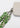 XL RAI Green Phone strap